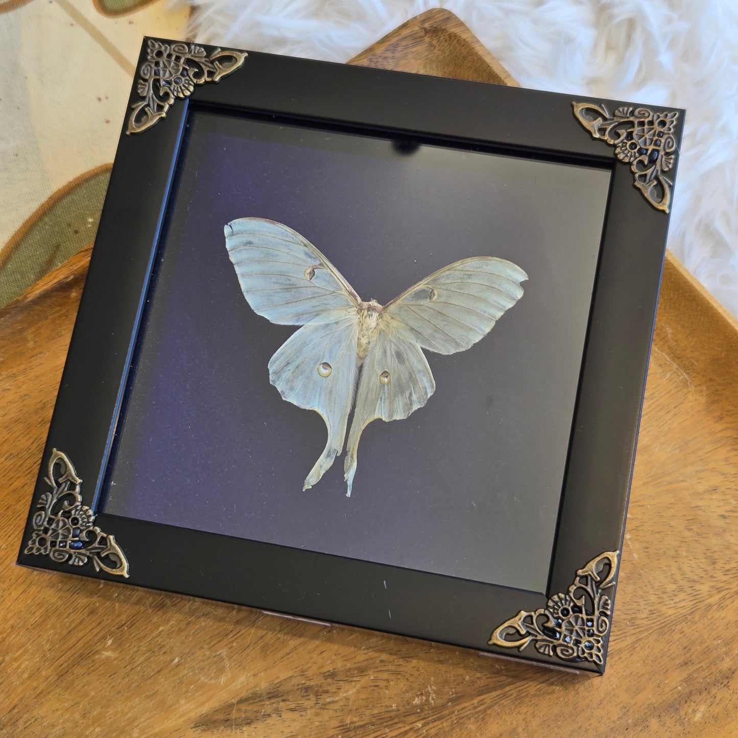 You Pick Framed Luna Moth