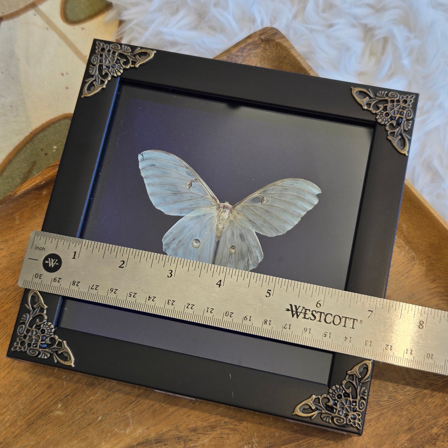 You Pick Framed Luna Moth
