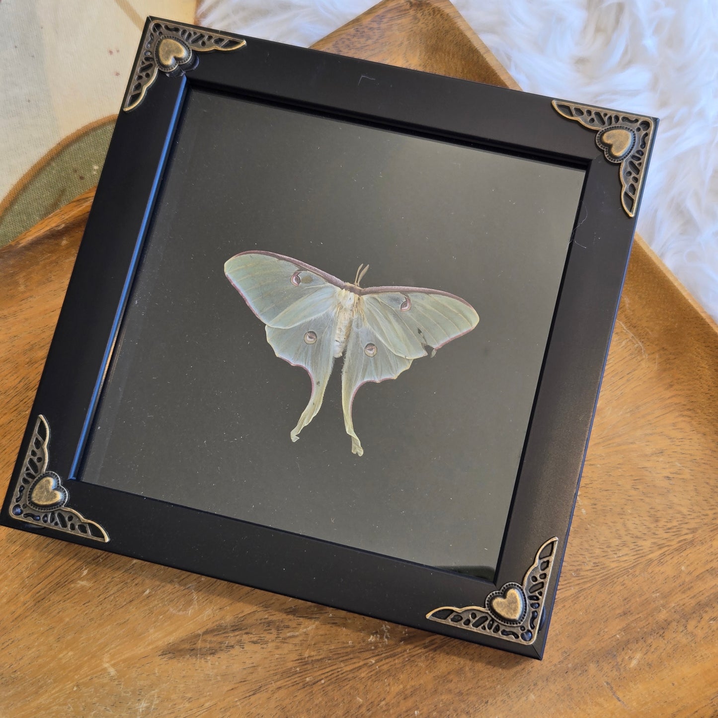You Pick Framed Luna Moth
