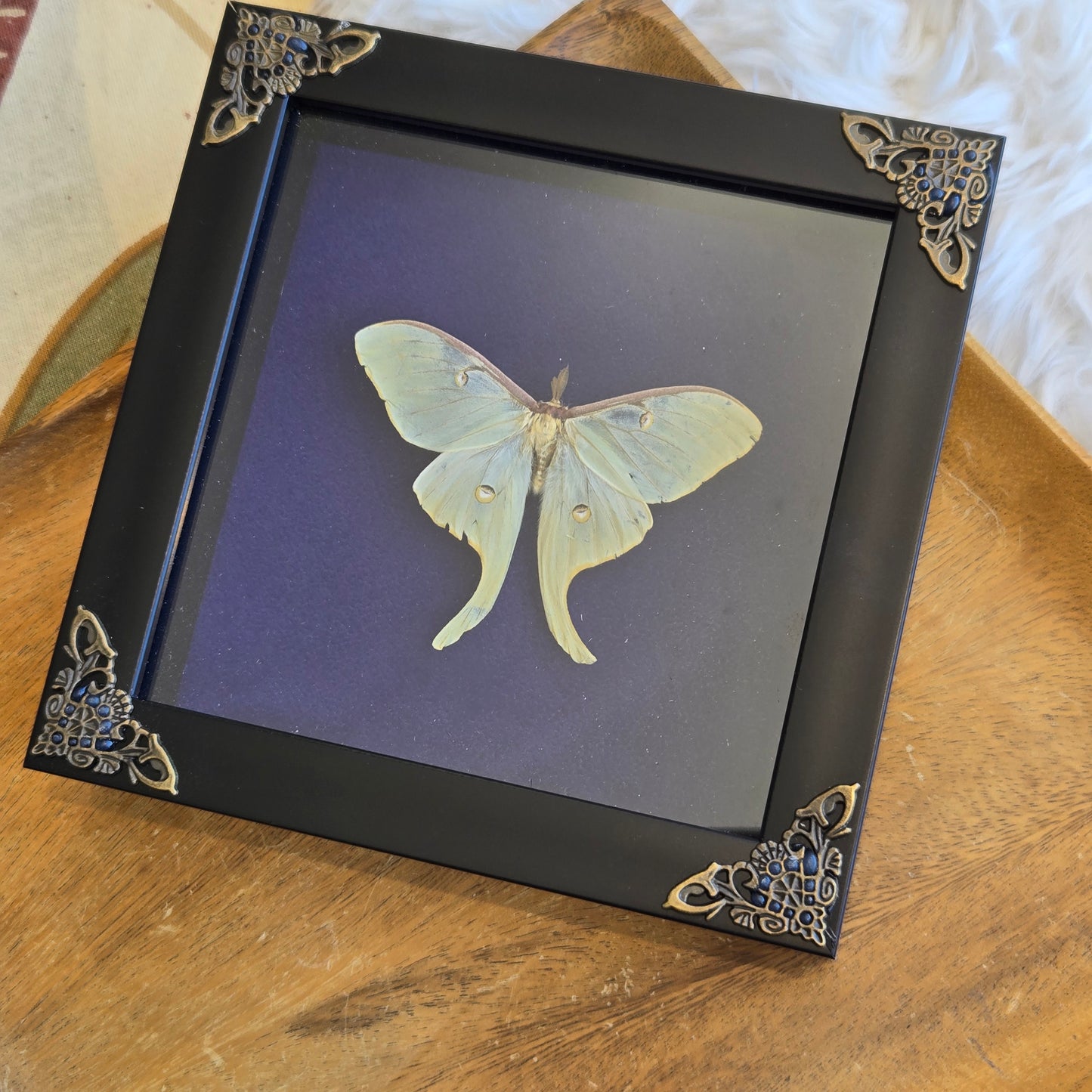 You Pick Framed Luna Moth