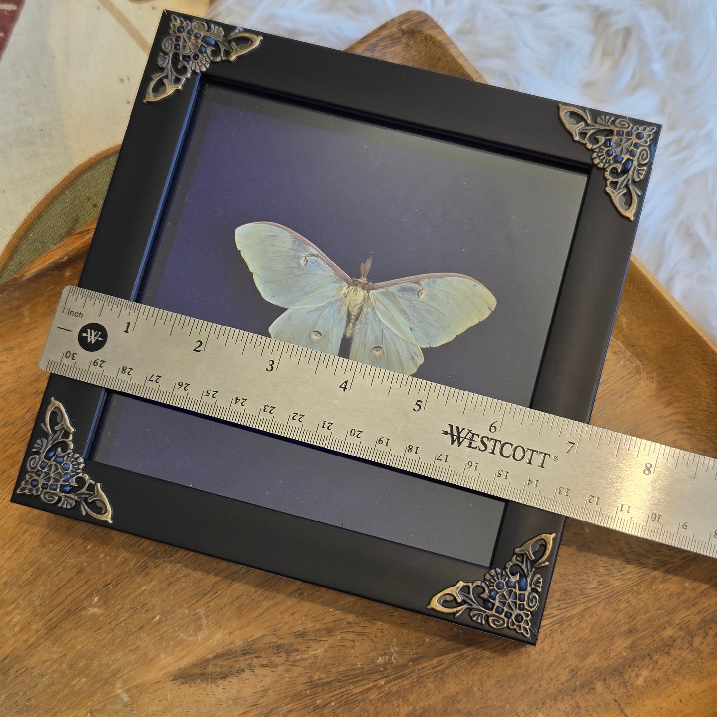 You Pick Framed Luna Moth