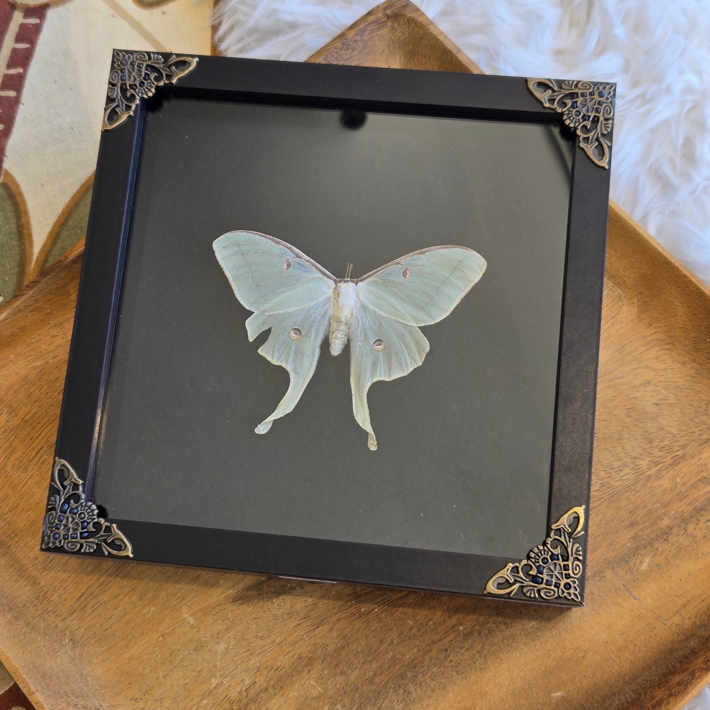 You Pick Framed Luna Moth