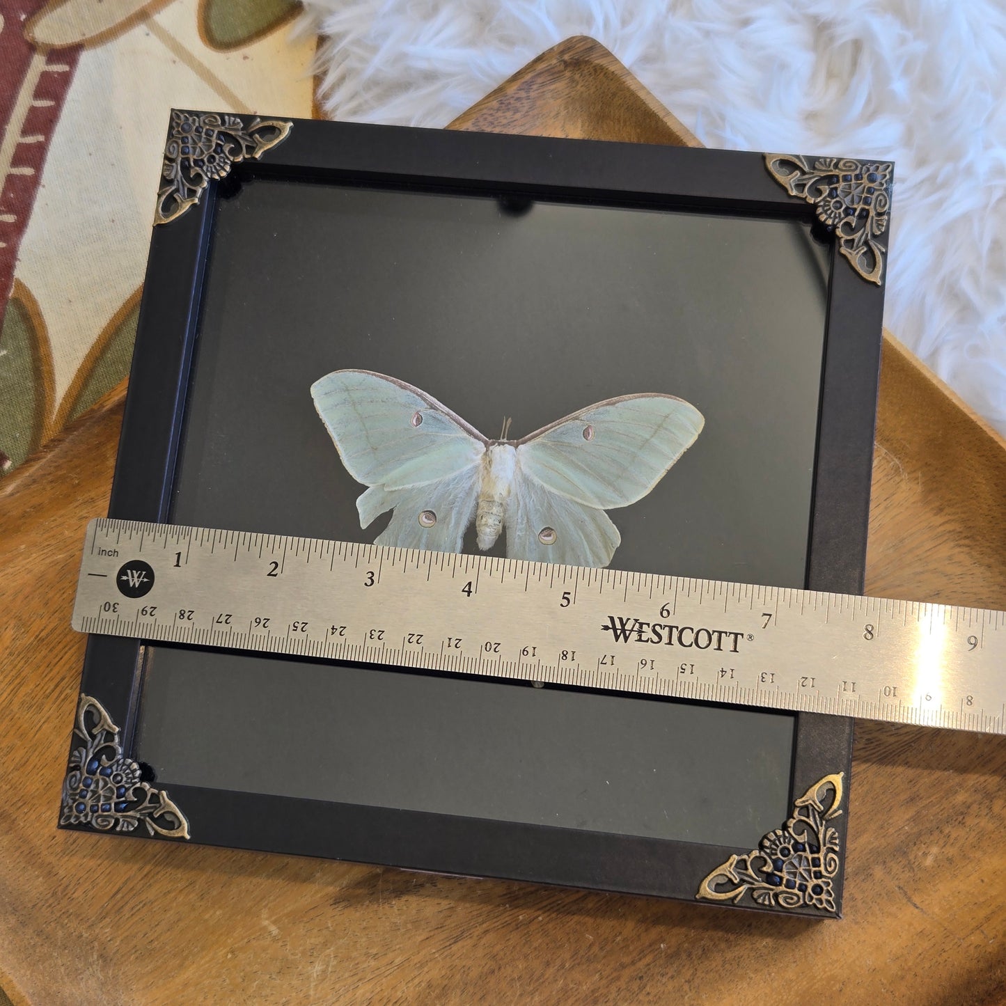 You Pick Framed Luna Moth