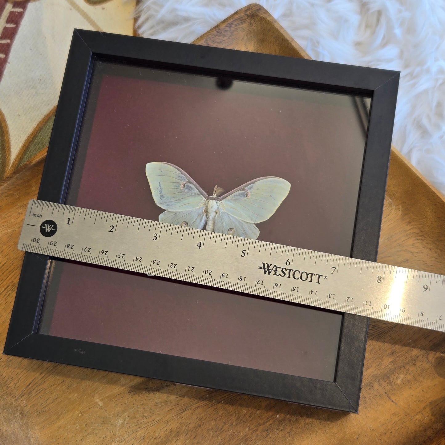 You Pick Framed Luna Moth