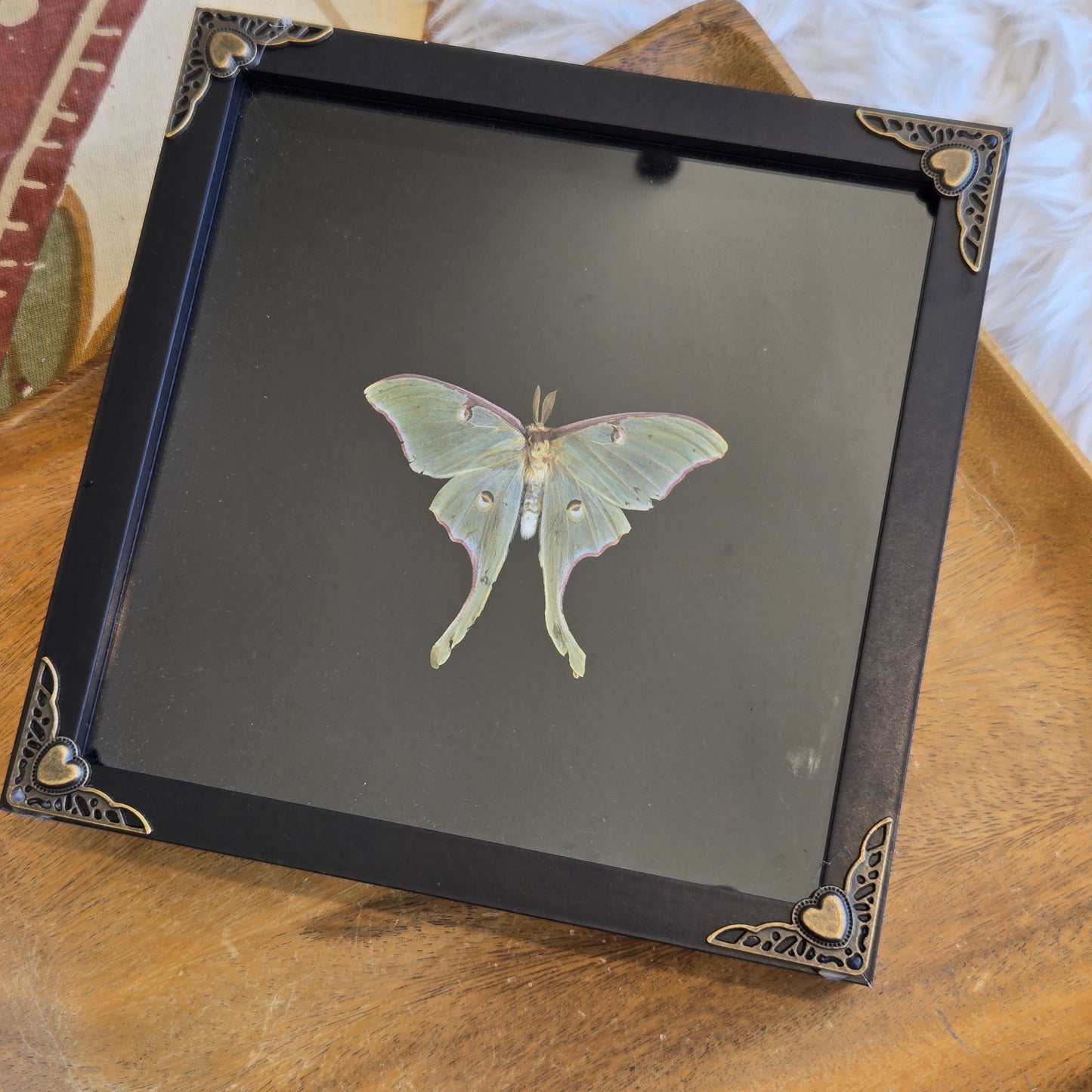 You Pick Framed Luna Moth