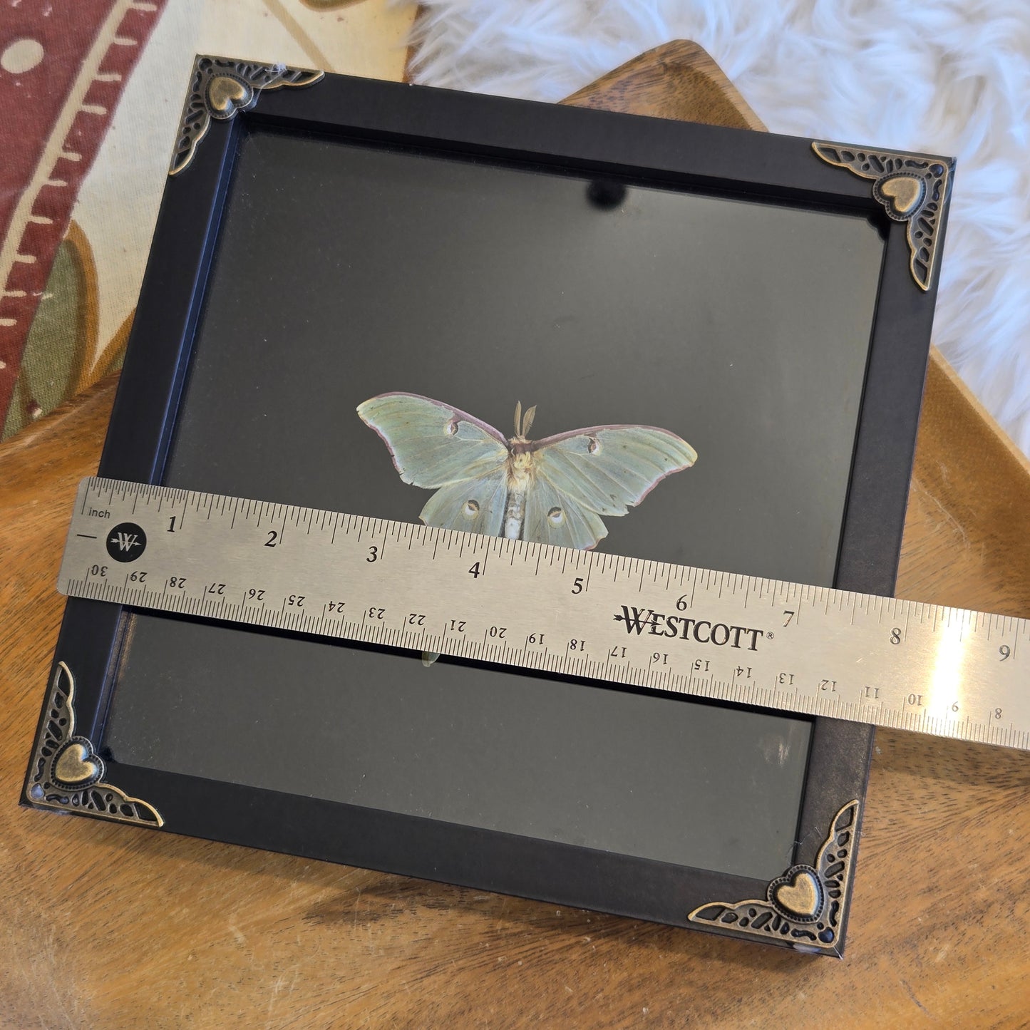 You Pick Framed Luna Moth
