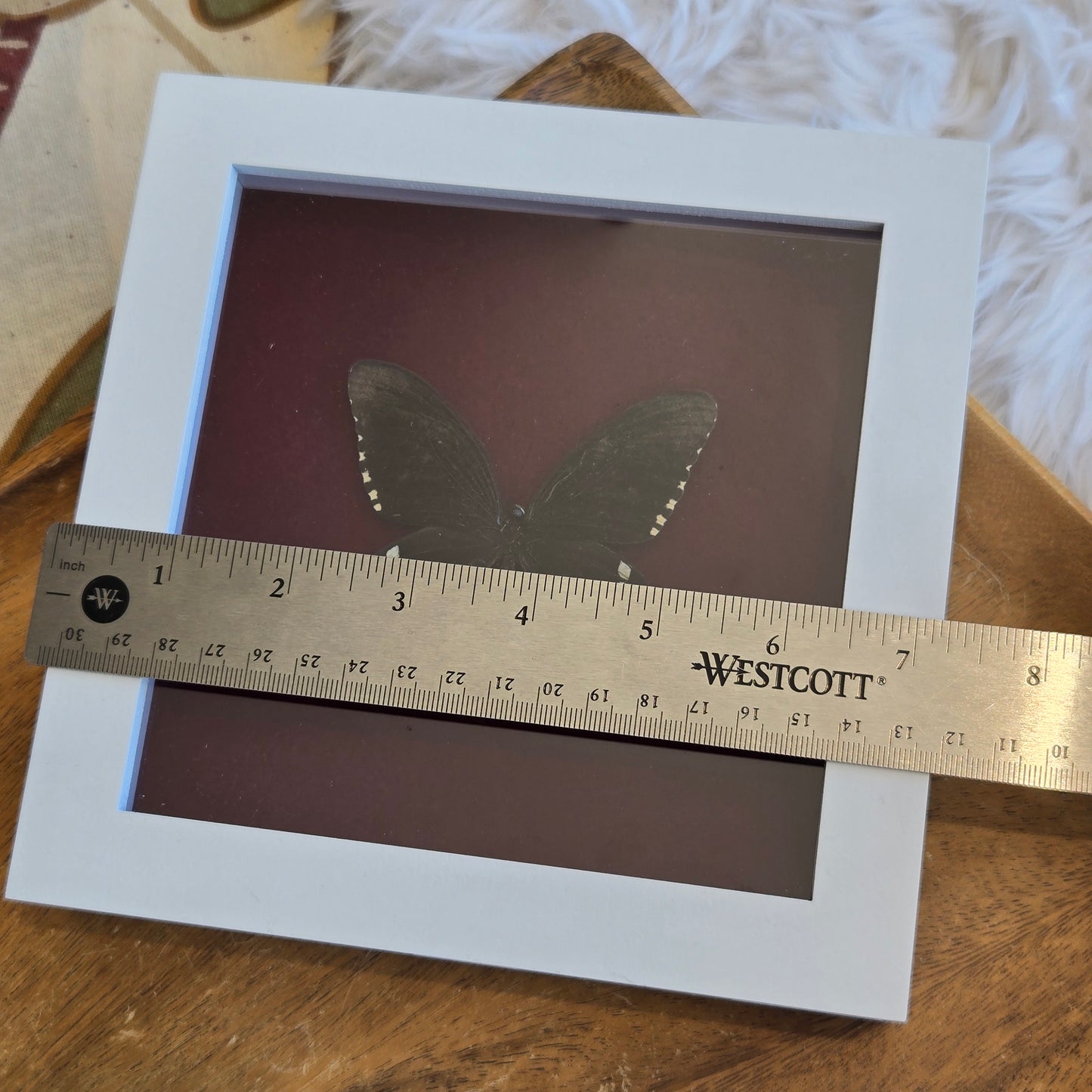 Papilio Polytes Butterfly Frame