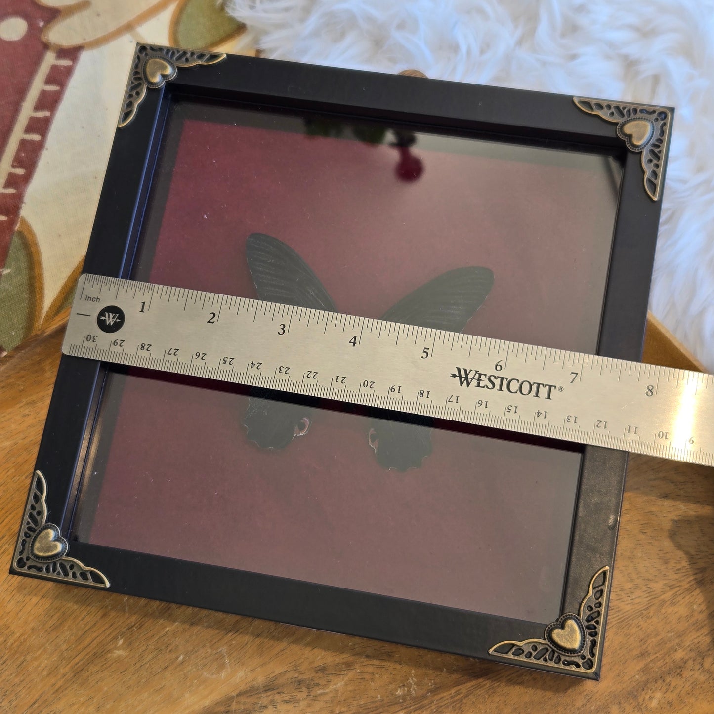 Spangle Swallowtail Butterfly Frame