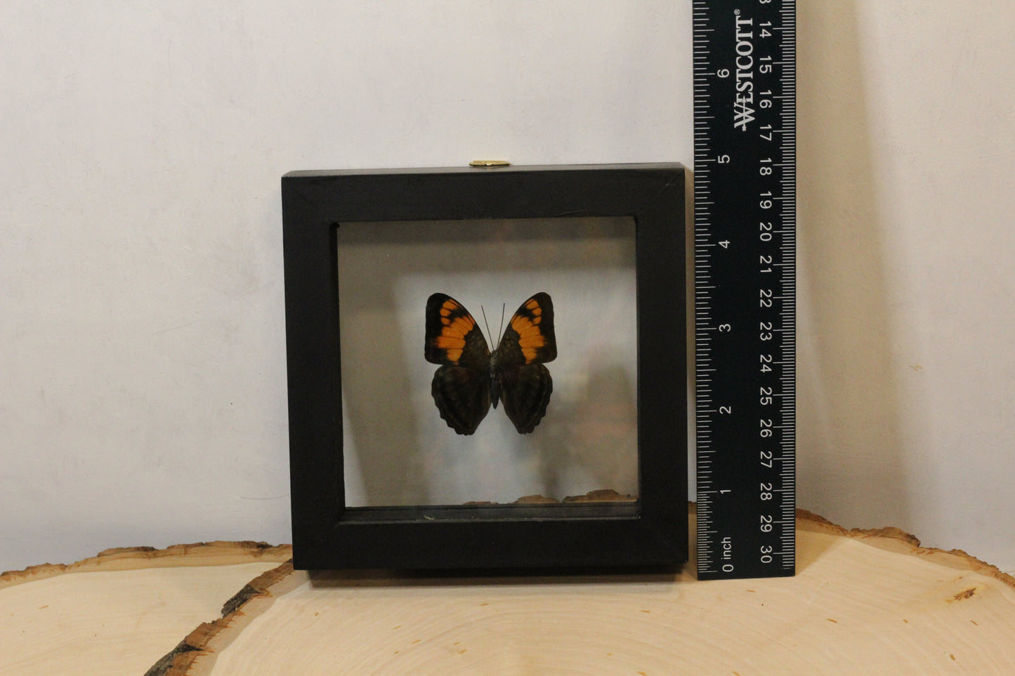 Framed Peruvian Butterflies (Warehouse Live ONLY)