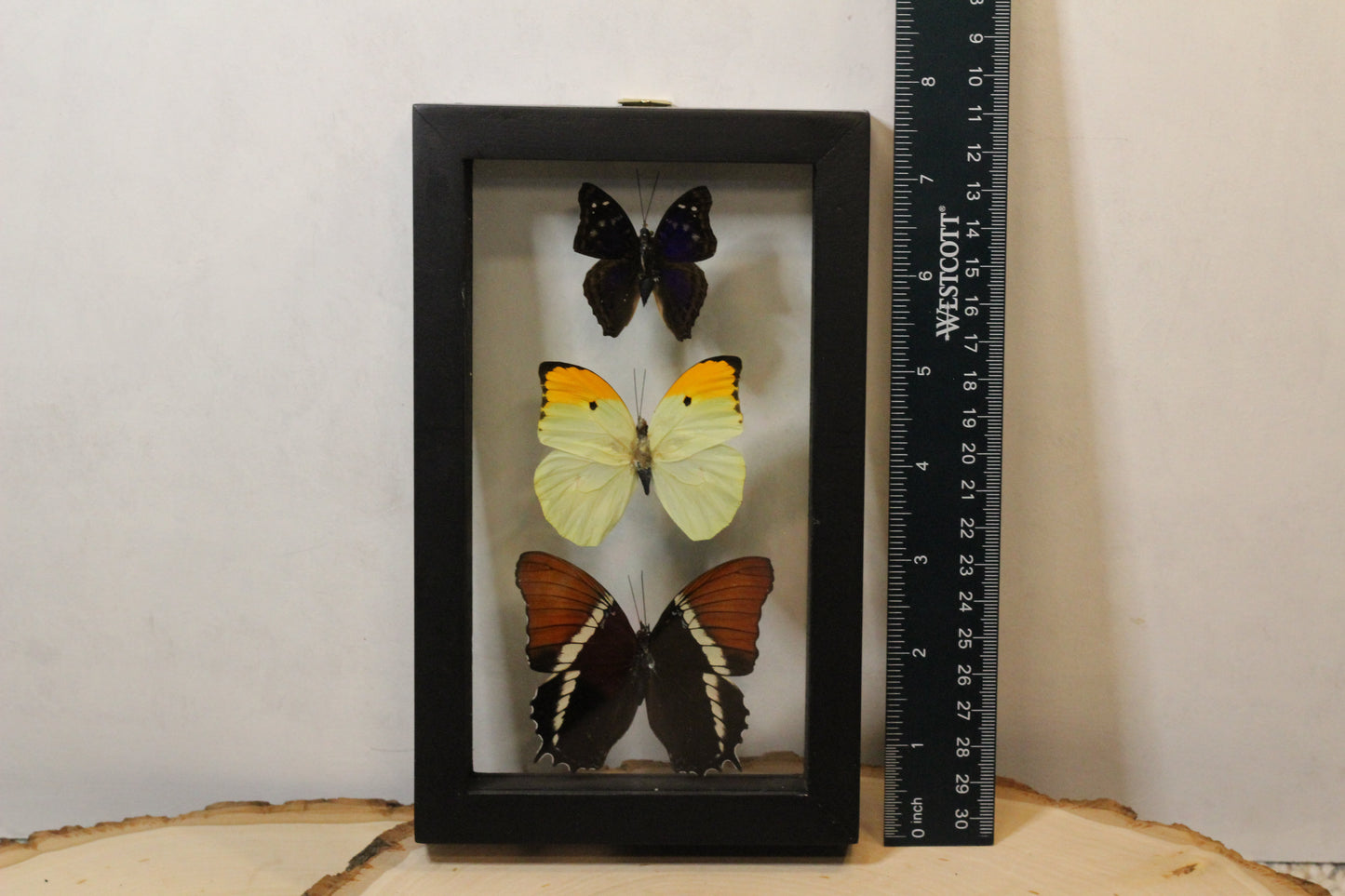 Framed Peruvian Butterflies (Warehouse Live ONLY)