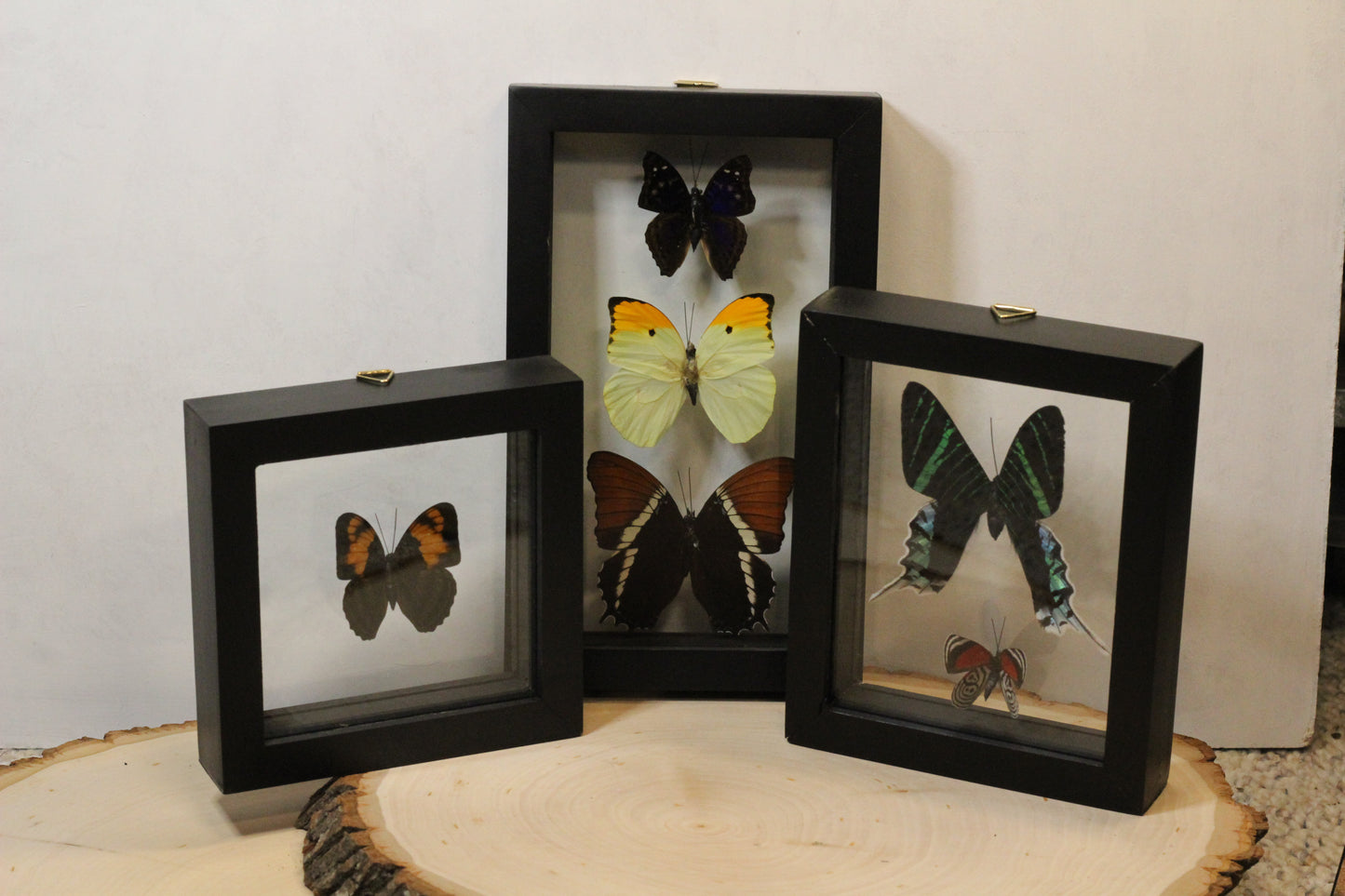 Framed Peruvian Butterflies (Warehouse Live ONLY)