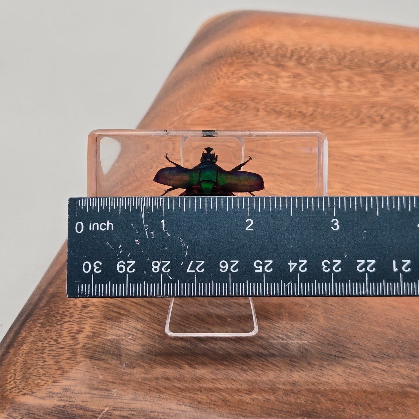 Resin Rose Chafer Beetle