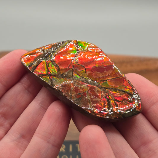 Ammolite 118