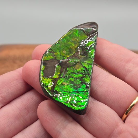 Ammolite 119
