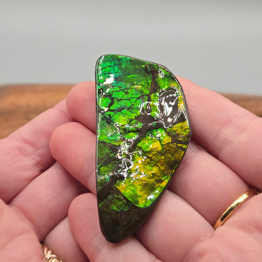 Ammolite 120
