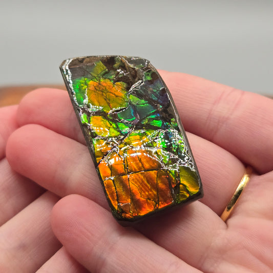 Ammolite 121