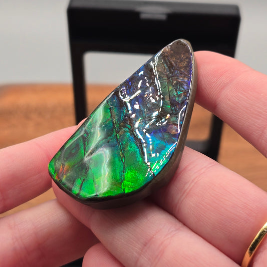 Ammolite 122