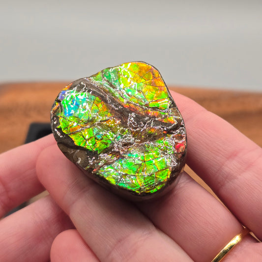 Ammolite 123