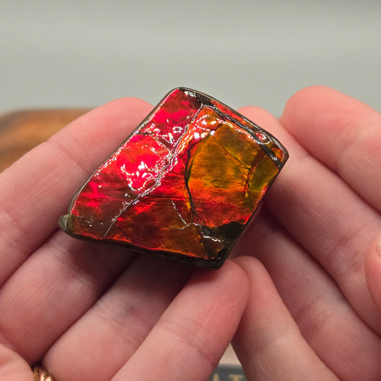 Ammolite 125