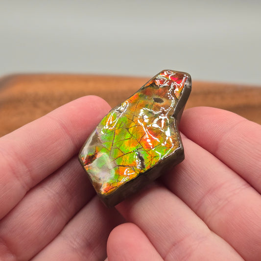 Ammolite 126
