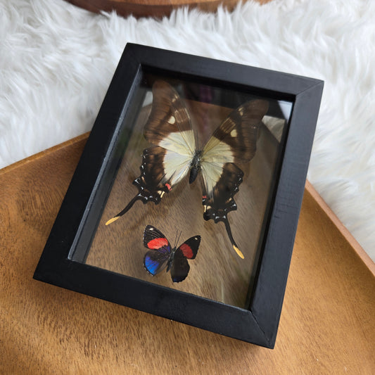B-2 Butterfly Frame (You Pick)