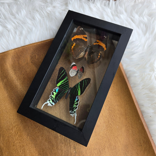 B-3 Butterfly Frame (You Pick)