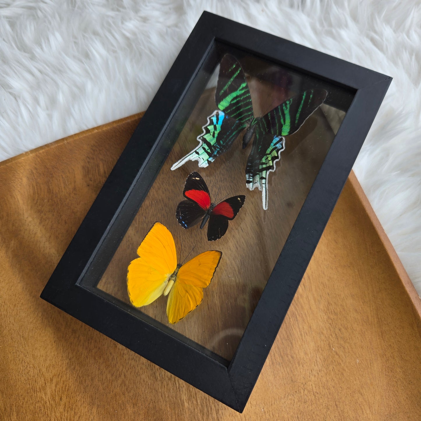B-3 Butterfly Frame (You Pick)