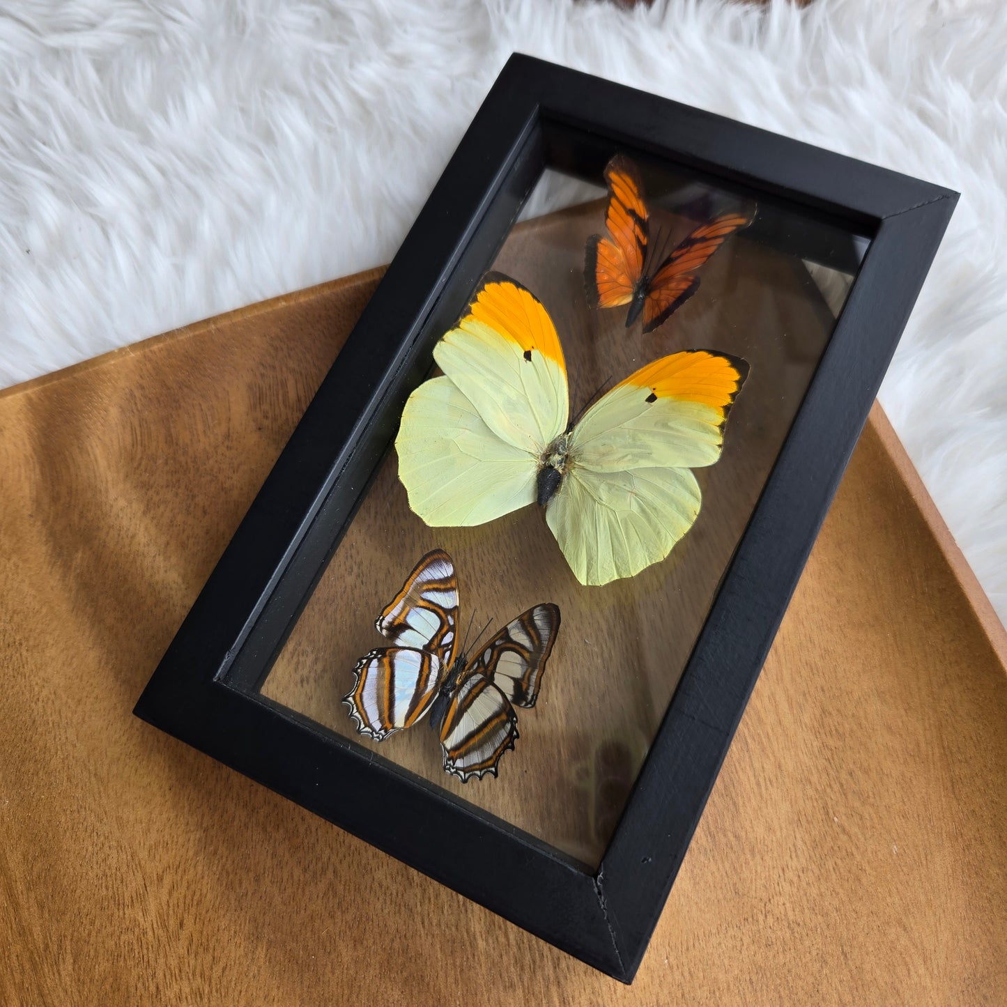 B-3 Butterfly Frame (You Pick)