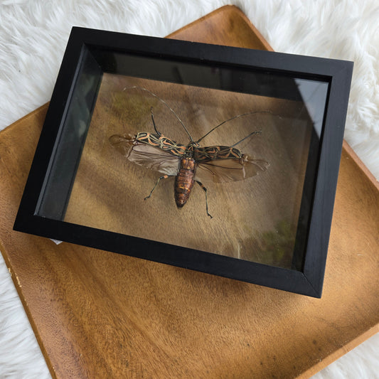 I-1 Insect Frame (You Pick)
