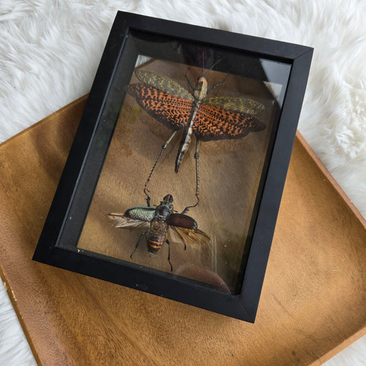I-2 Insect Frame (You Pick)