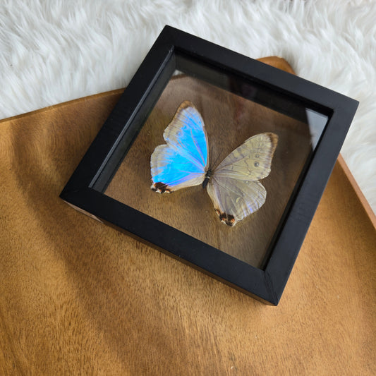 Morpho Sulkowski Butterfly Frame