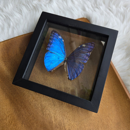 Morpho Marcus Butterfly Frame