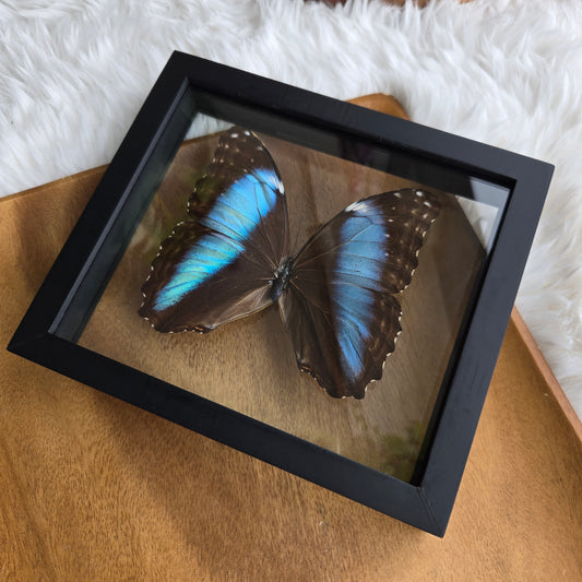 Striped Morpho Butterfly Frame