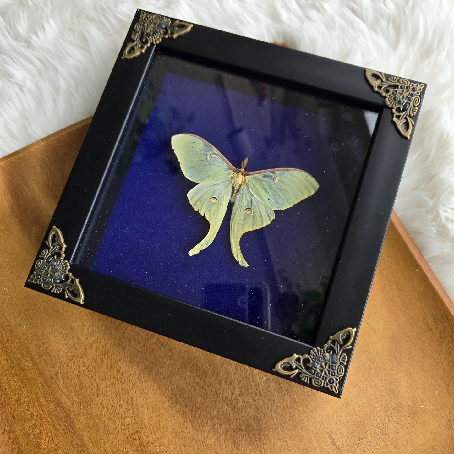 Luna Moth Frame (You Pick)