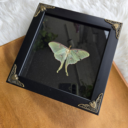 Luna Moth Frame (You Pick)