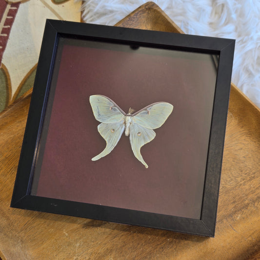 You Pick Framed Luna Moth