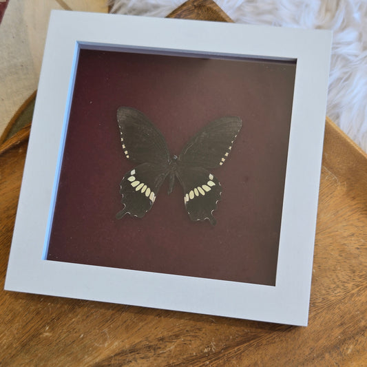 Papilio Polytes Butterfly Frame