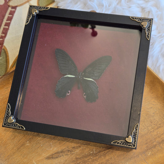 Spangle Swallowtail Butterfly Frame