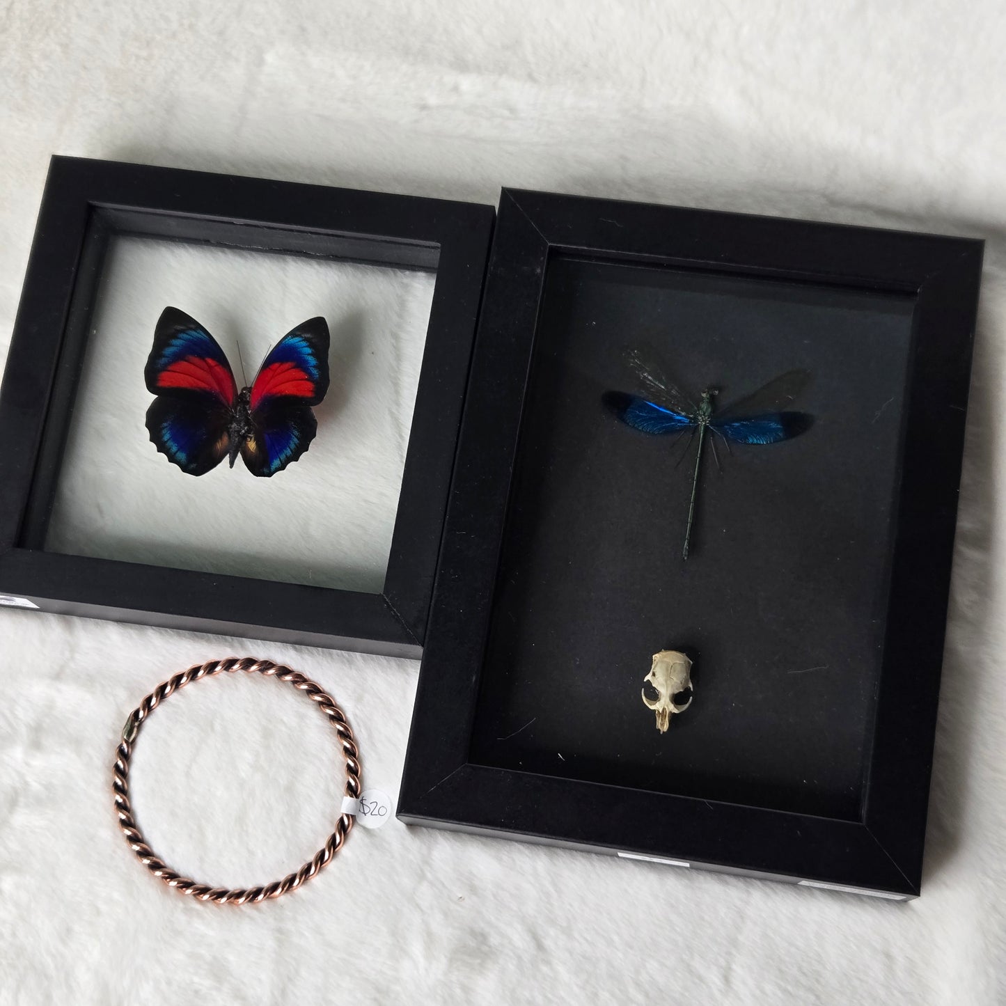 z@ midnightbeauty 12/19