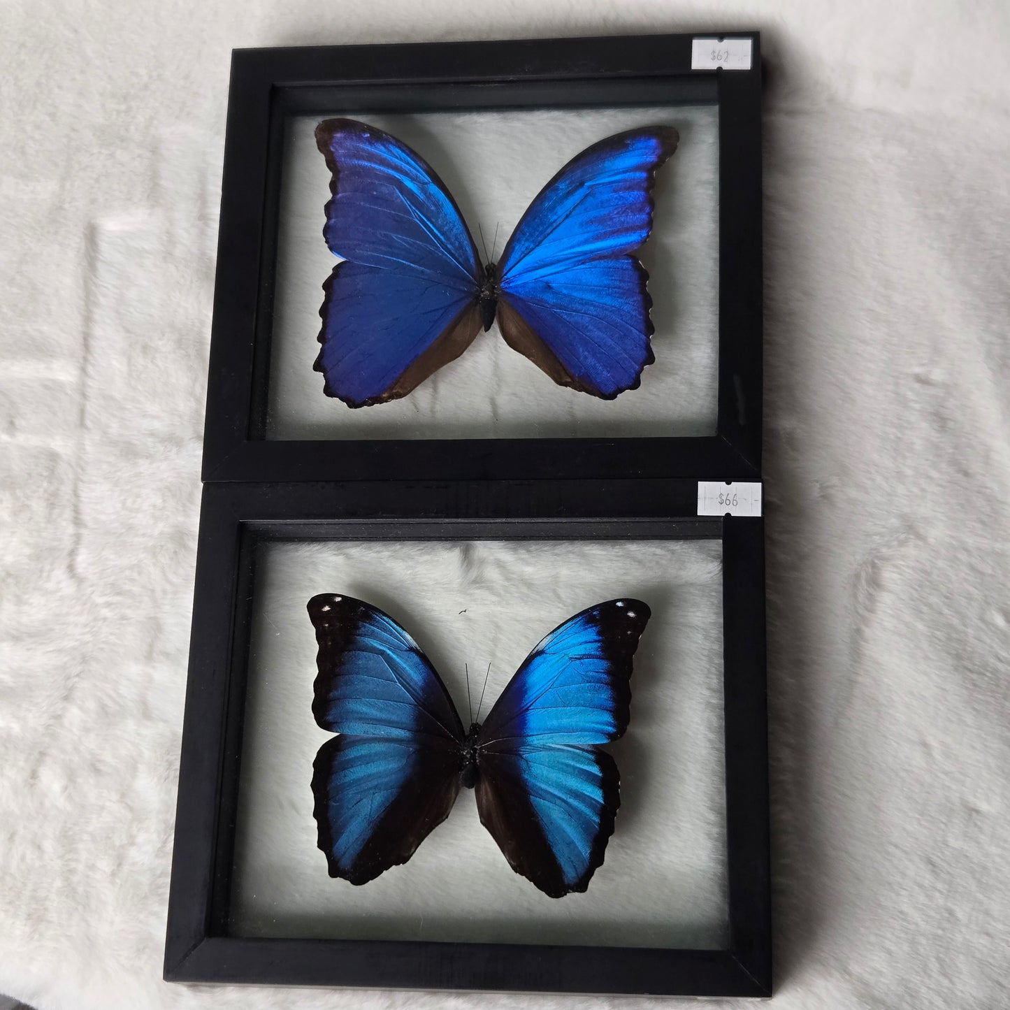 z@ wildlyinappropriate 12/19