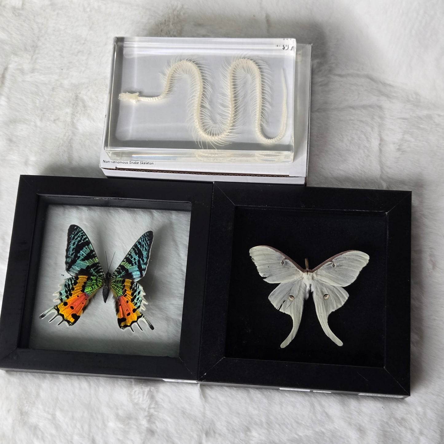 z@ unicornqueen 12/19