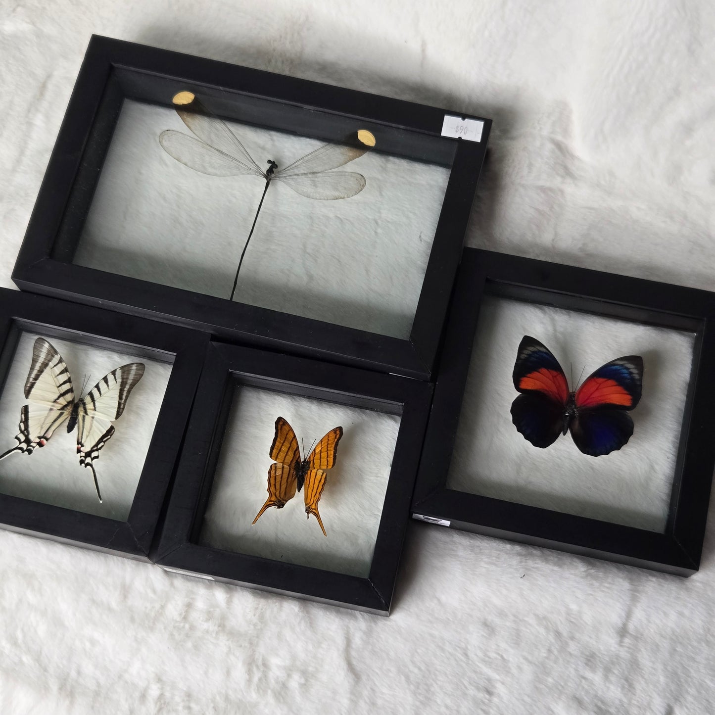 z@ kittenscrystalscrafts 12/19