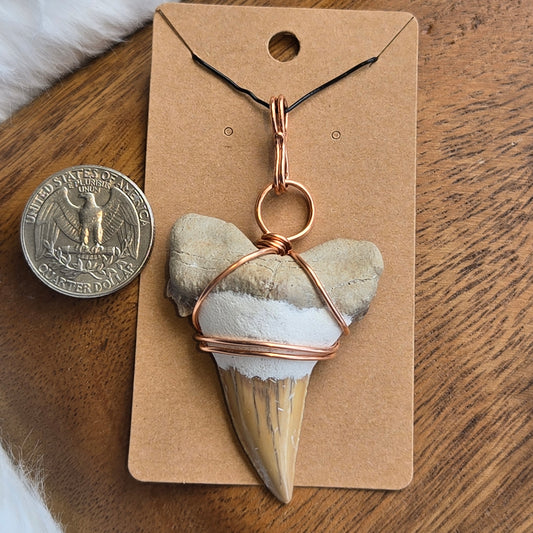 Otodus Obliuus (Shark Tooth) Pendant 1546