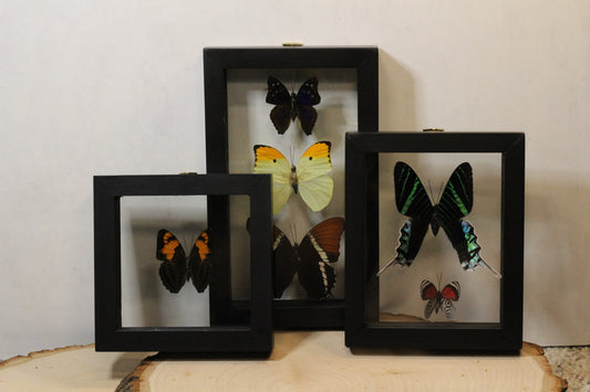 Framed Peruvian Butterflies (Warehouse Live ONLY)