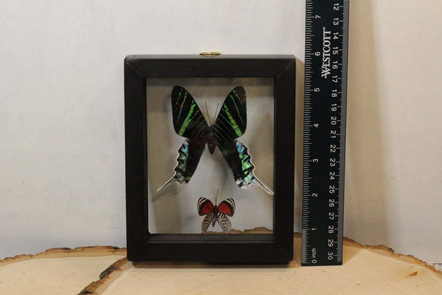 Framed Peruvian Butterflies (Warehouse Live ONLY)